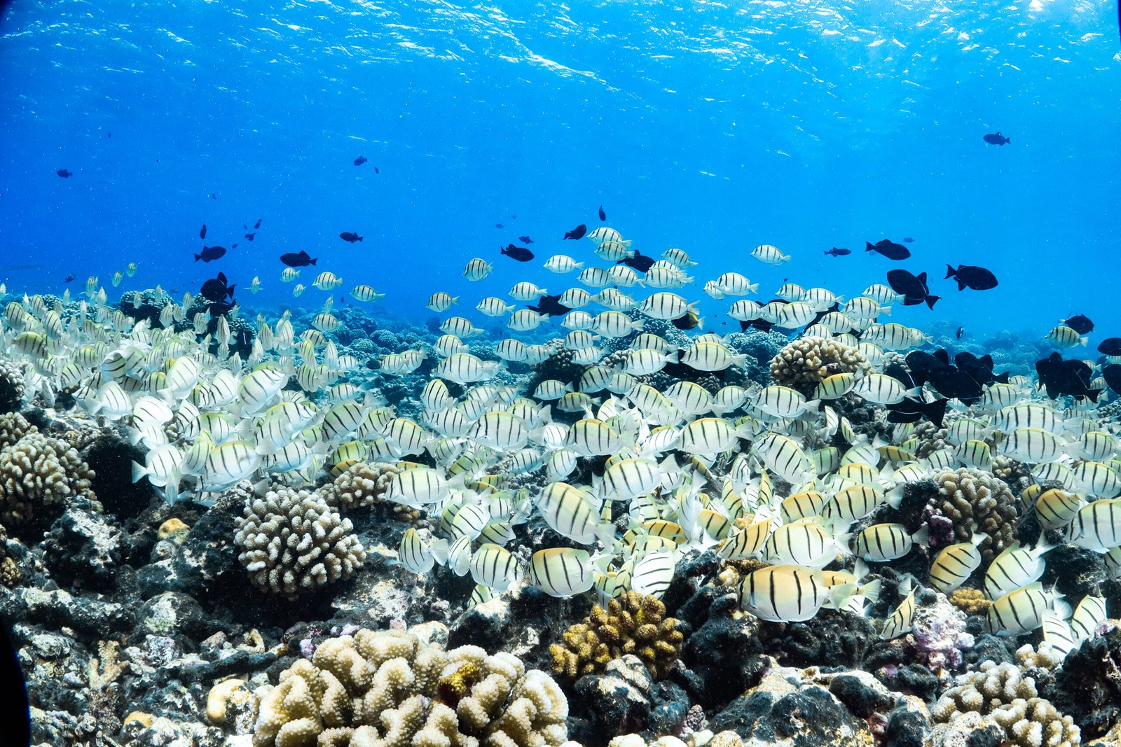 accueil Manihi French Polynesia 3 Scaled