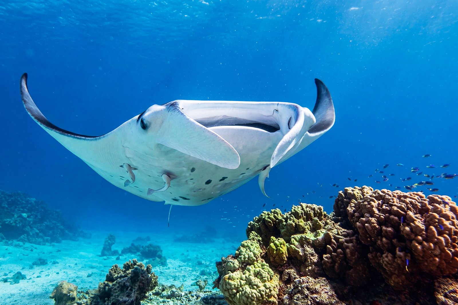 accueil Manta 1 Scaled