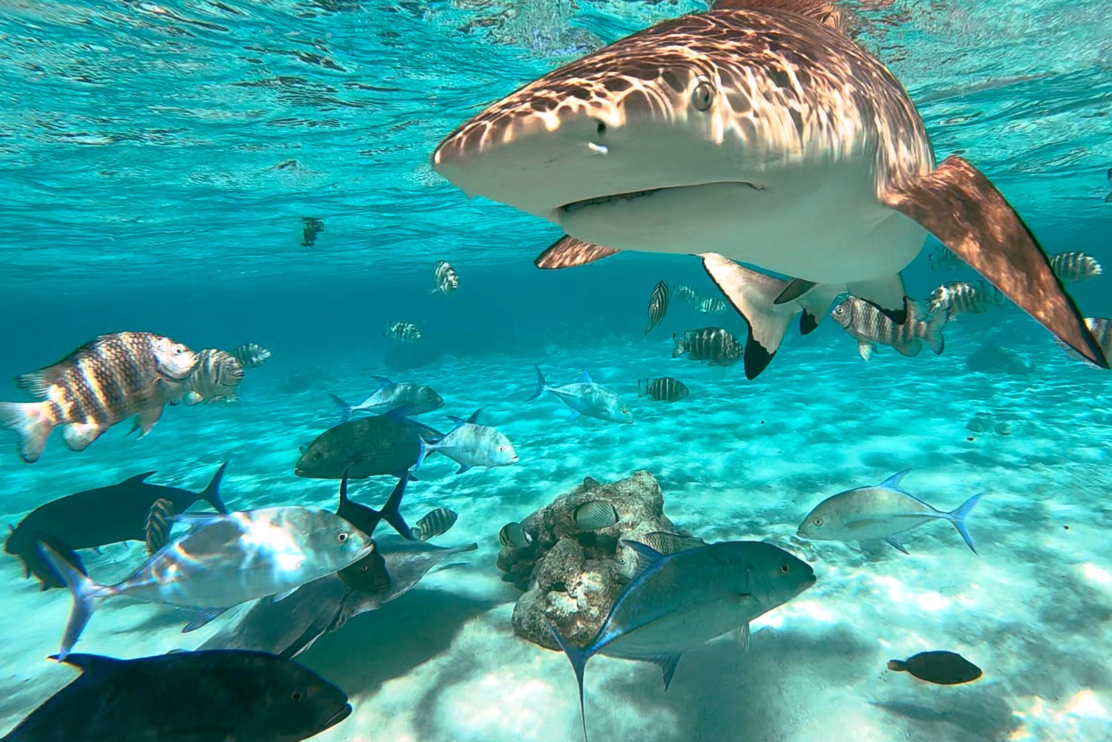 accueil Requin Scaled