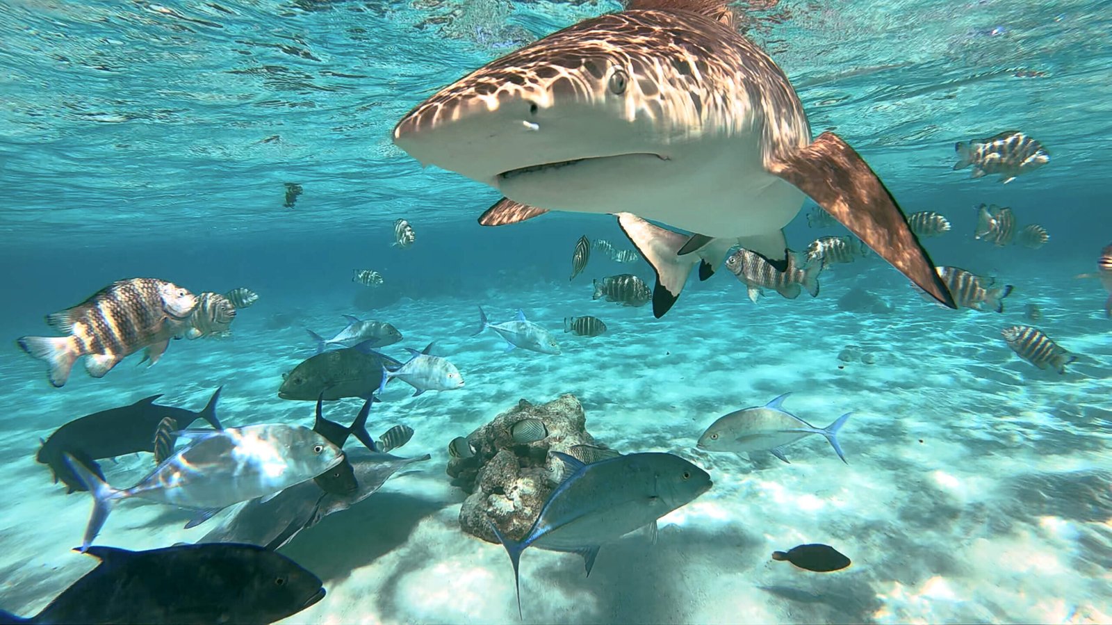plongée cocosail snorkeling requins cours de voile polynésie