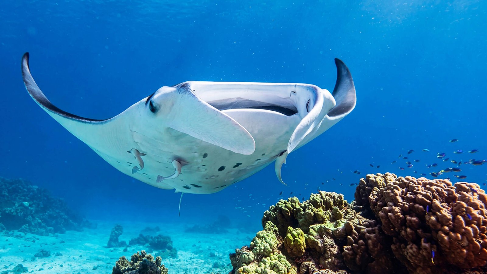 raie manta cocosail plongée cours de voile croisière aventure tuamotus polynésie
